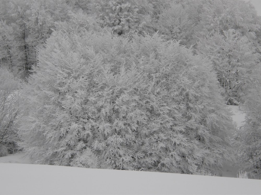 C’È DAVVERO PIÙ SILENZIO QUANDO NEVICA?