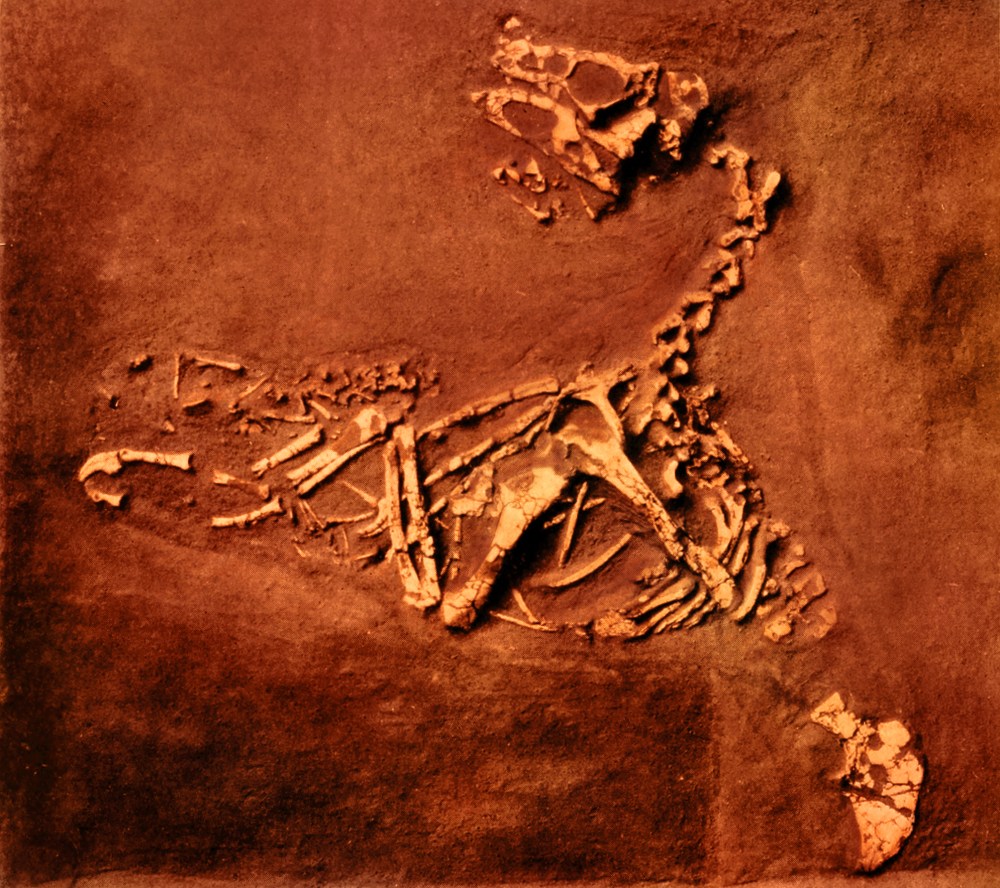 UN’INGIUSTIZIA CRETACICA