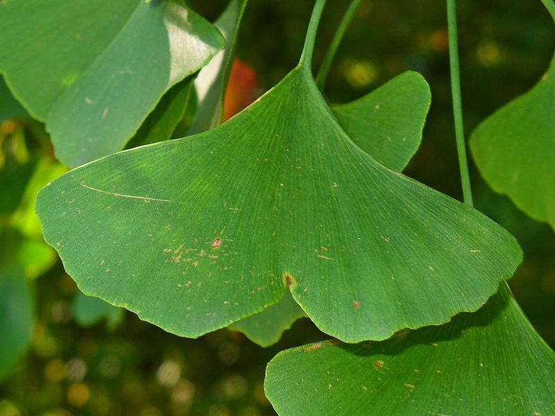 GINKGO BILOBA, UN ALBERO DIRETTAMENTE DAL PASSATO