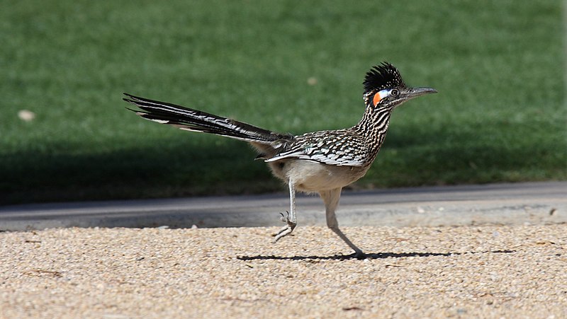 CHE UCCELLO È BEEP BEEP?