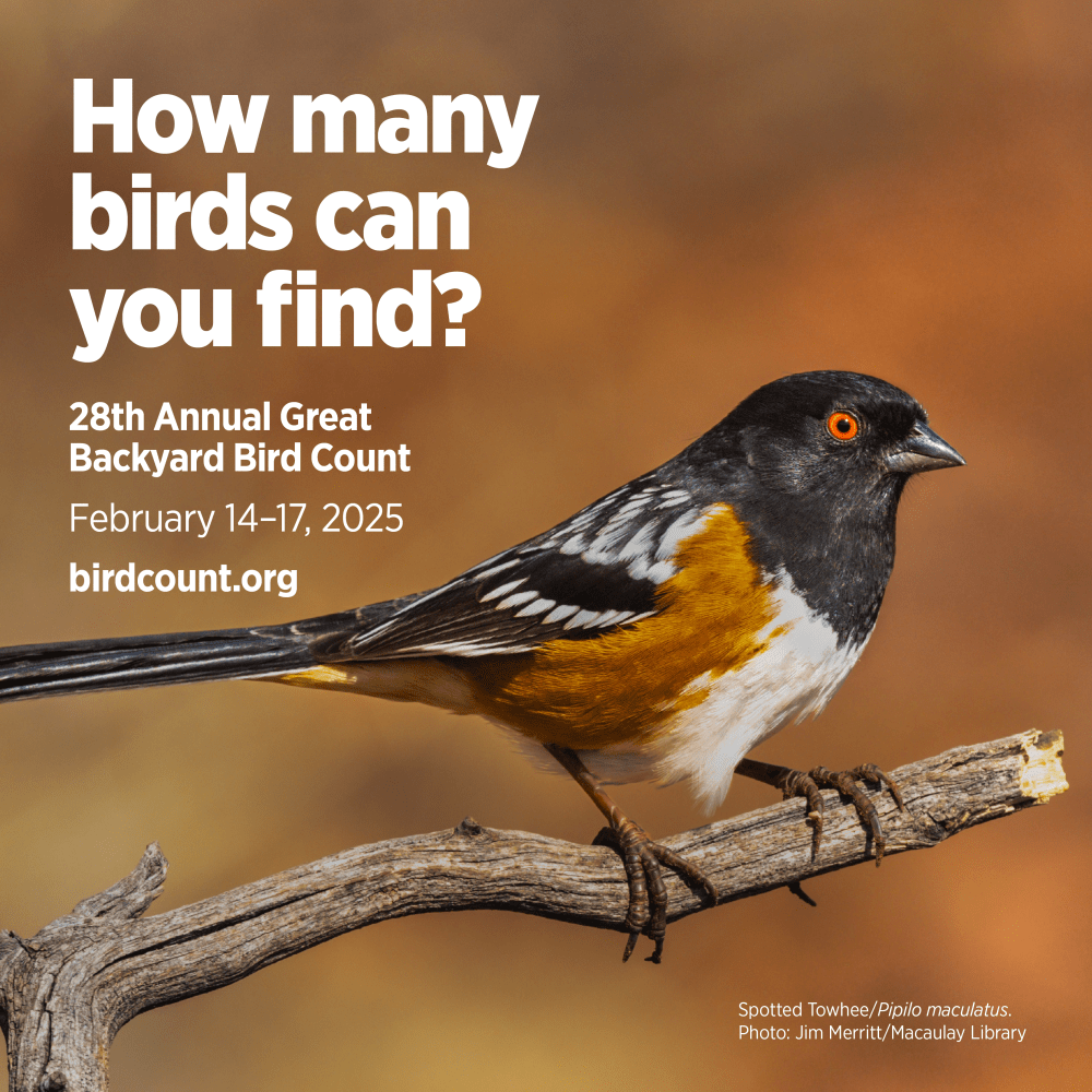 THE GREAT BACKYARD COUNT: UNISCITI ANCHE TU AL CENSIMENTO DELL’AVIFAUNA MONDIALE