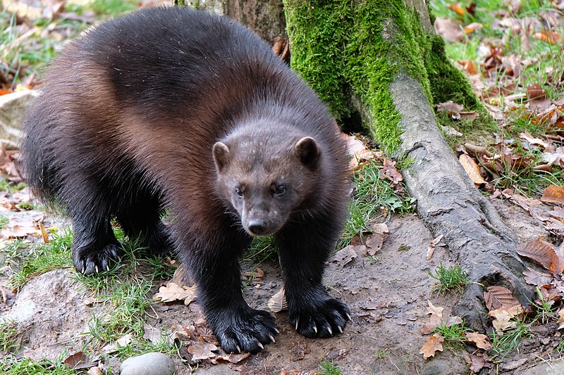 STORIA DI UN SUPEREROE, UN GHIOTTONE E UNA SALAMANDRA