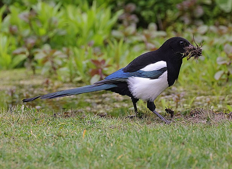 LA GAZZA È DAVVERO LADRA?